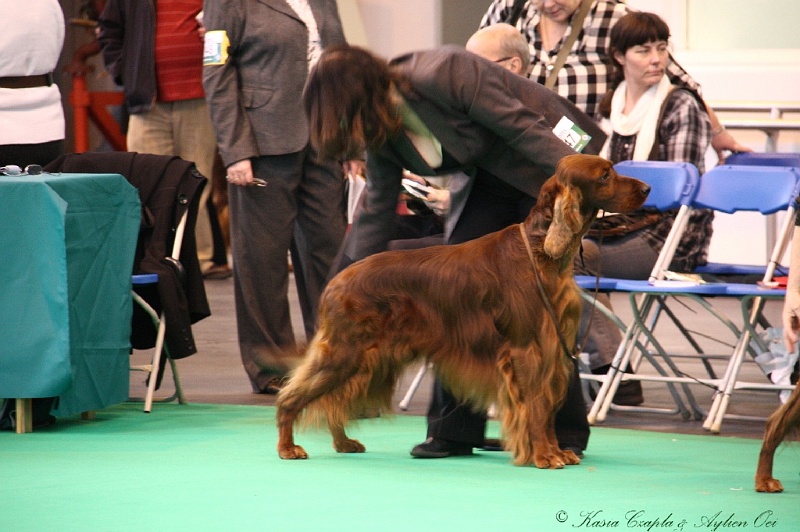 Crufts2011 426.jpg